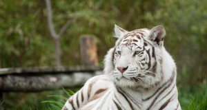 Le zoo d’Amnéville devient vitrine mondiale des animaux sauvages