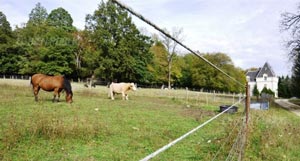 Chevaux, moutons, vaches… les nouveaux auxiliaires de gestion des espaces naturels.