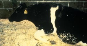 « Vache folle » : La justice somme l’Etat de s’expliquer sur les farines animales