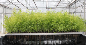 Lorraine – la « plante à traire » va faire croître la filière des biomolécules végétales