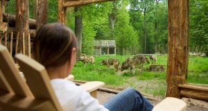 En cabane ou en lodge, dors avec les loups !