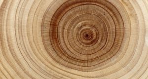 Chimie : le trésor caché des molécules du bois