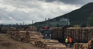 Forêt : la crise des scolytes impose des convois de bois des Vosges aux Landes