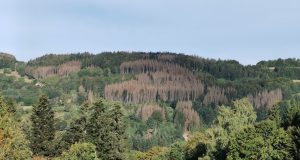 Vosges : le scolyte ravage l’équilibre des marchés du bois