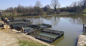 Meuse : une entreprise adaptée fait le pari d’une pisciculture naturelle