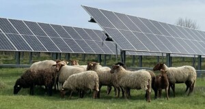 Quand les moutons remplacent les tondeuses : l’écopâturage s’enracine dans les entreprises